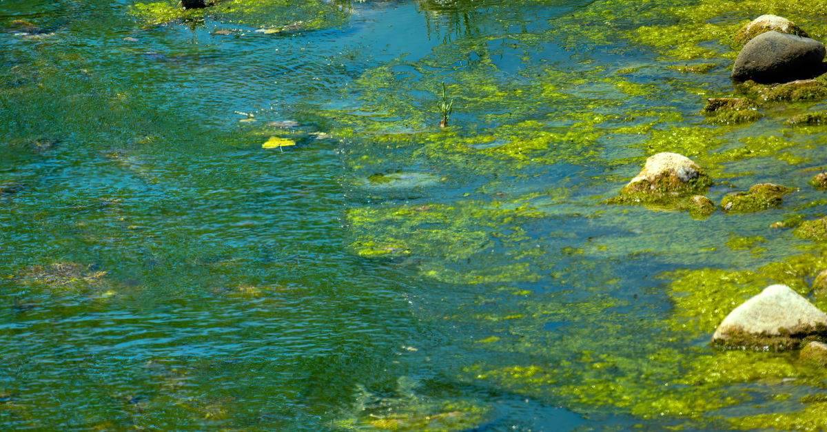 Cyanobactéries en lac