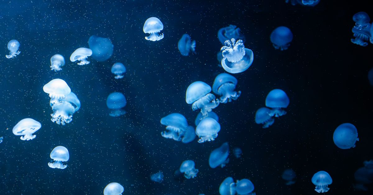 Méduses à la plage