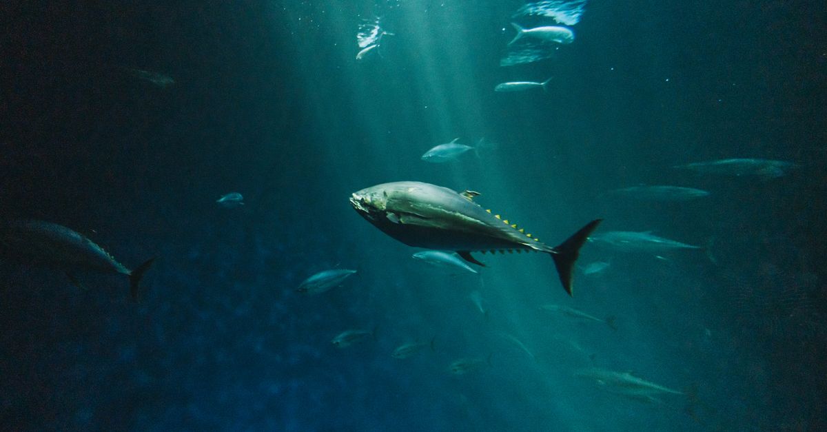 Observer la faune sous-marine